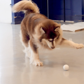 GOMI: The Interactive Smart Ball for Your Pets