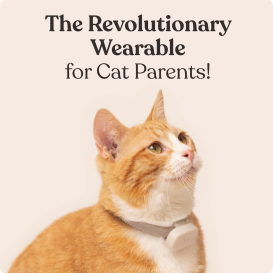 Moggie: the smart wearable device for cats