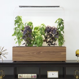 The Herb Garden