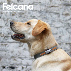Felcana: The first Digital Pet Health Platform