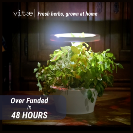 Meet Vitae's indoor garden!