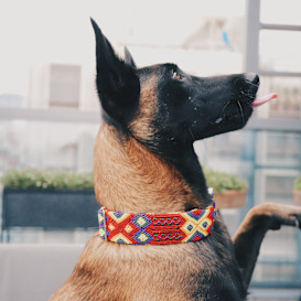 A dog collar that promotes cultural inclusion