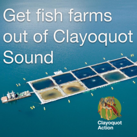 Going Viral to save Wild Salmon