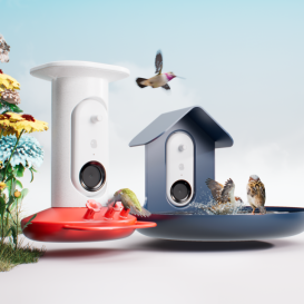 Bird Buddy: The Summer of Birds