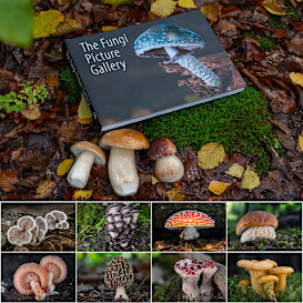 Mushroom Photography Book