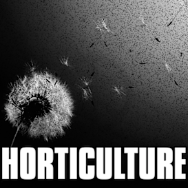 HORTICULTURE: flowers and concrete
