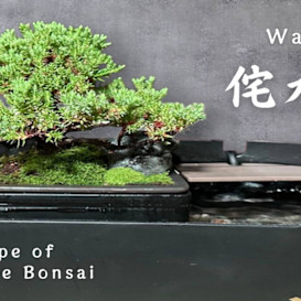 WABISUKE - A New Type of Japanese Bonsai