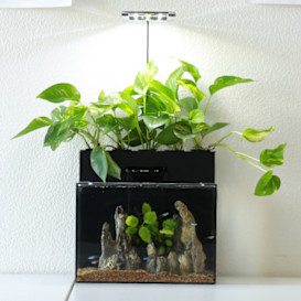 EcoQube C Plus - Your window to NATURE