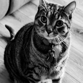 Cat Sitting - Thesis Short Film
