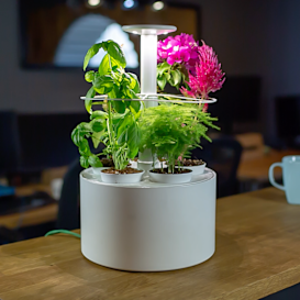 Plantone