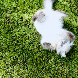 The Moss Lawn: Save the Planet