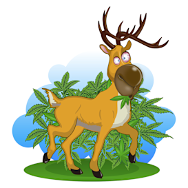 Ganja: A Fun Educational Weed Themed Card Game