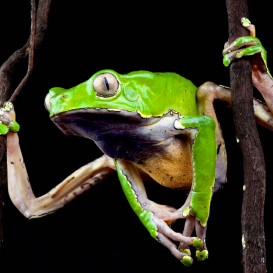 COLD INSTINCT: Stunning Reptiles and Amphibians