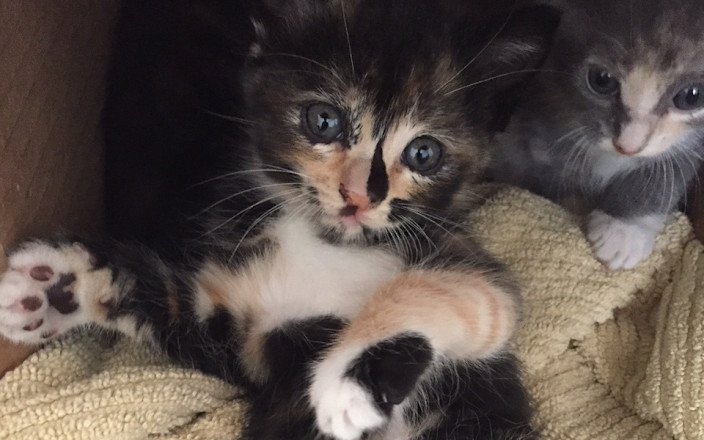 Laura's Kitty Rescue