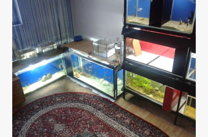 Starting Up Fish Room Ingogo Since I Was Little Had Love Tu Aquaristics And Quariums Fish Always Dream To Have Tank But Two Years Ago Got My First Aquarium