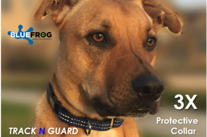 blue frog dog collar