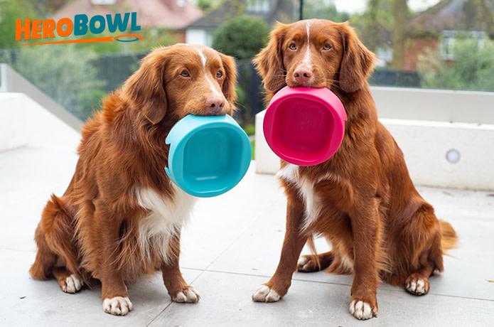 antimicrobial dog water bowl