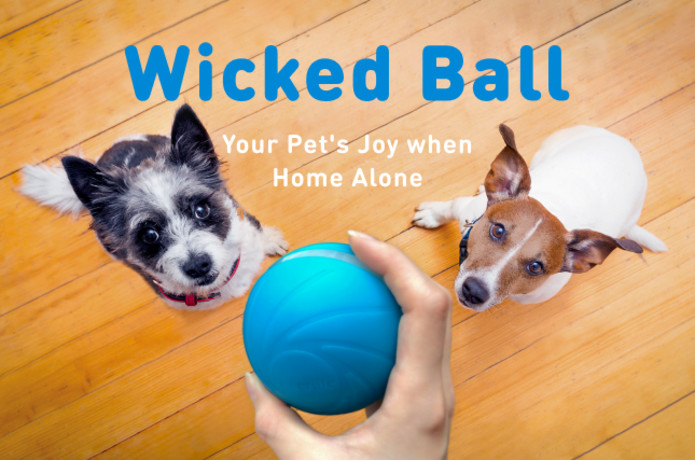 Wicked Ball - Your Pet's Joy when Home Alone