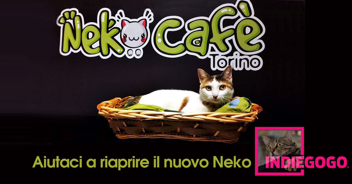 энциклопедия в мире кошек. выставка кошек. мир кошек. мир кошек okbezmorok store. кот с тележкой.