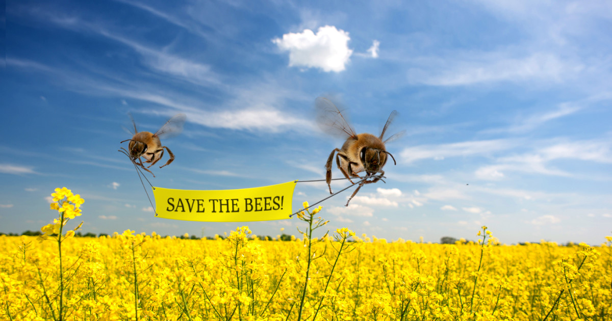Raise bees, protect the hives, harvest honey. | 