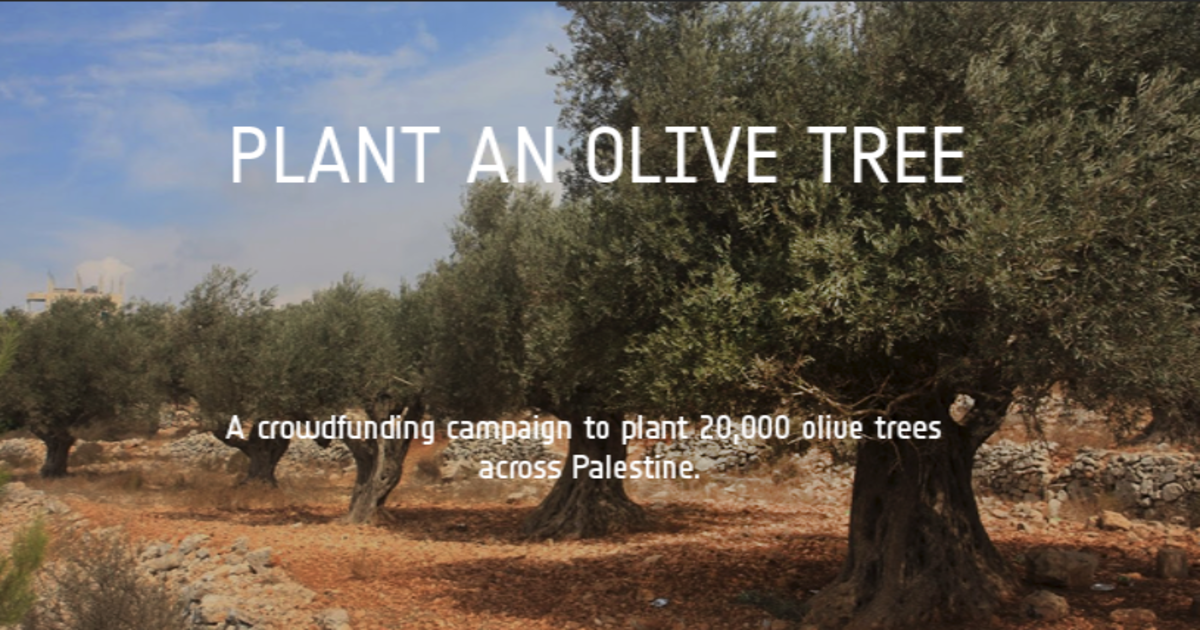 Plant an Olive Tree in Palestine Indiegogo