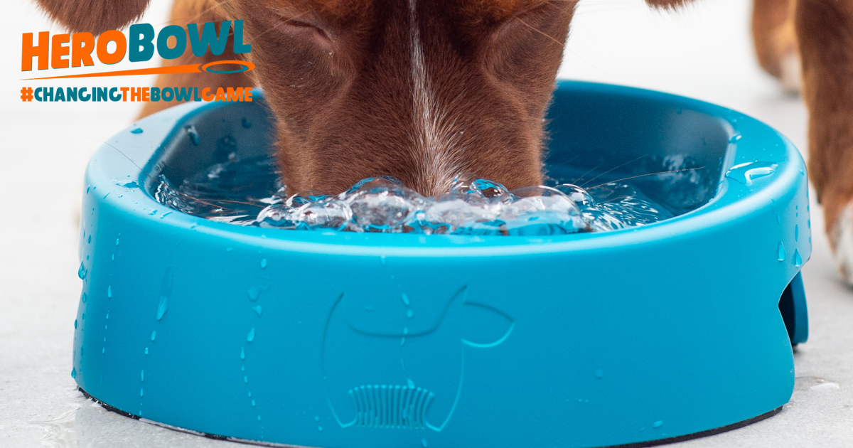 Biofilm: Learn About The Danger Lurking in Your Pet's Bowls!