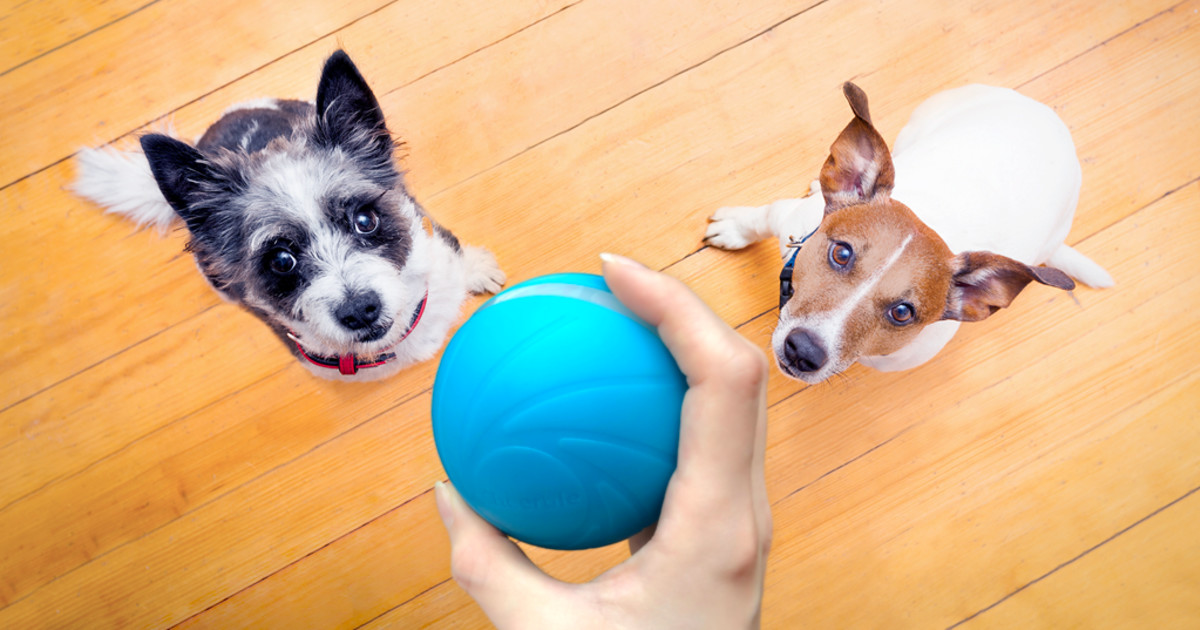 Wicked Ball Your Pet's Joy when Home Alone 