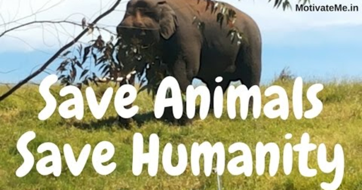 save animal | Indiegogo