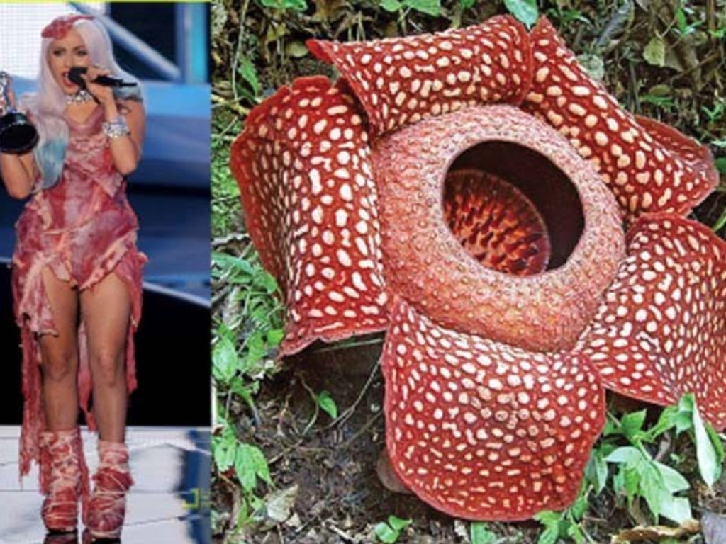 If Lady Gaga could wear a flower, it'd be Rafflesia | Indiegogo