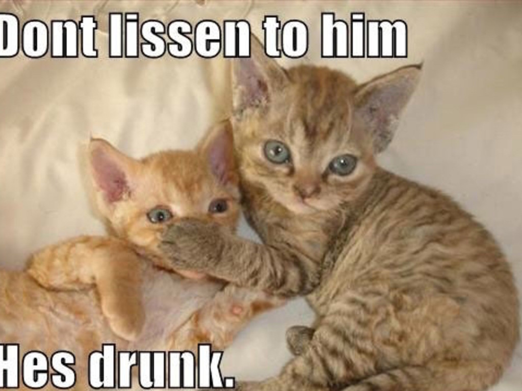 Drunk kitties. Cat Bully meme.