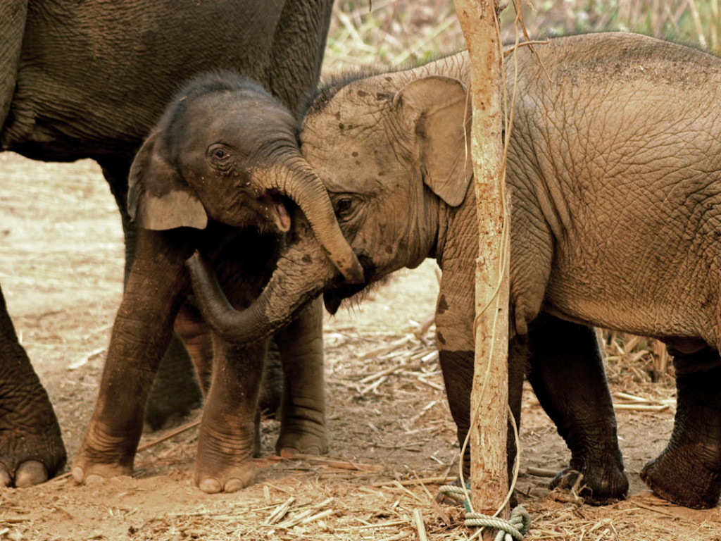 Вырасти слона. Слоны в Африке.