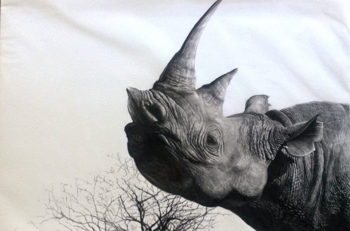 Perk: Limited edition print from the pencil drawing of a black rhino by Vince Reid