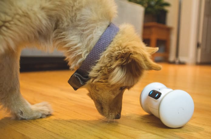 Varram dog toy outlet