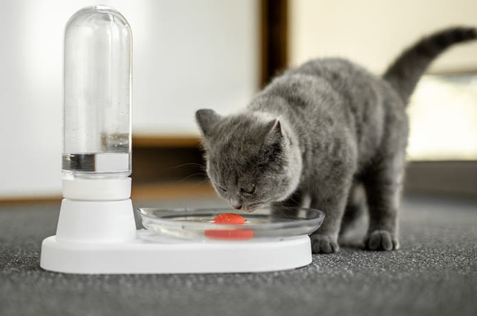 Cat fountain no filter deals