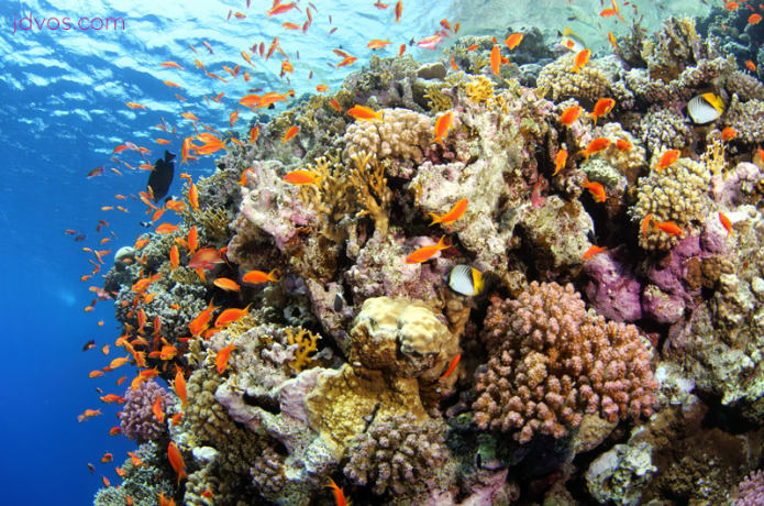The Impact Of Dive Tourism On Marine Ecosystems | Indiegogo