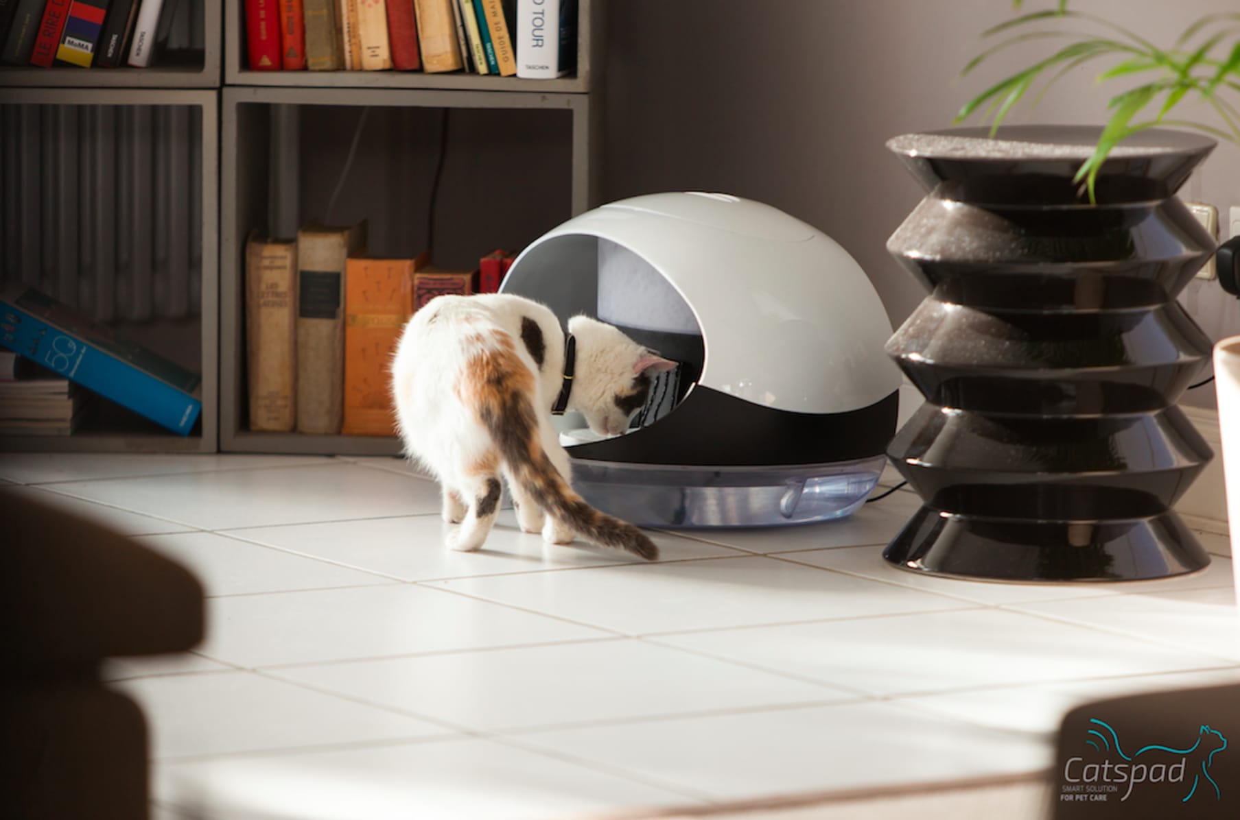 Catspad Smart Food Water Dispenser for Cats Indiegogo