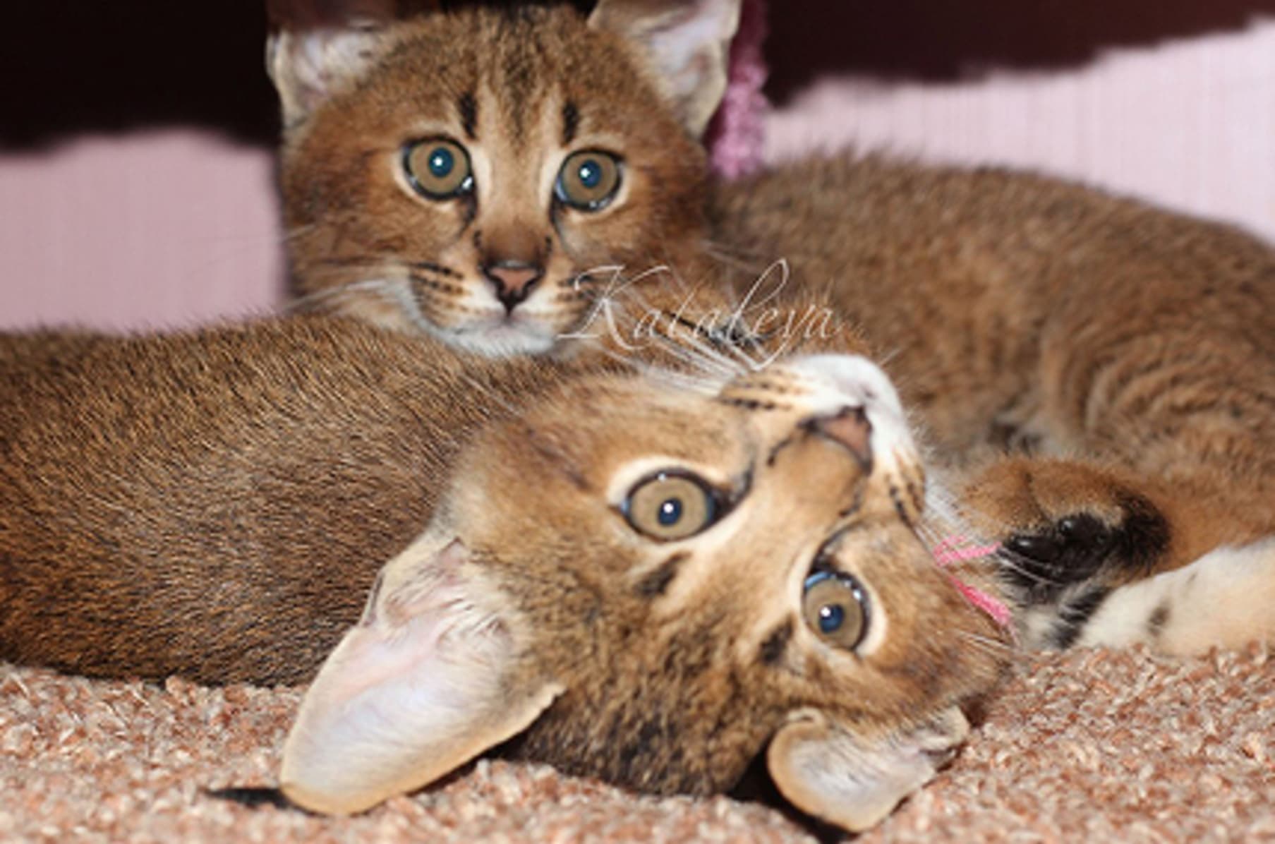 Caracal abyssinian cheap