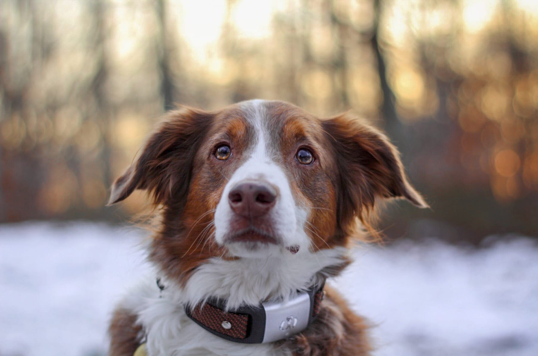 Waggit dog collar sales
