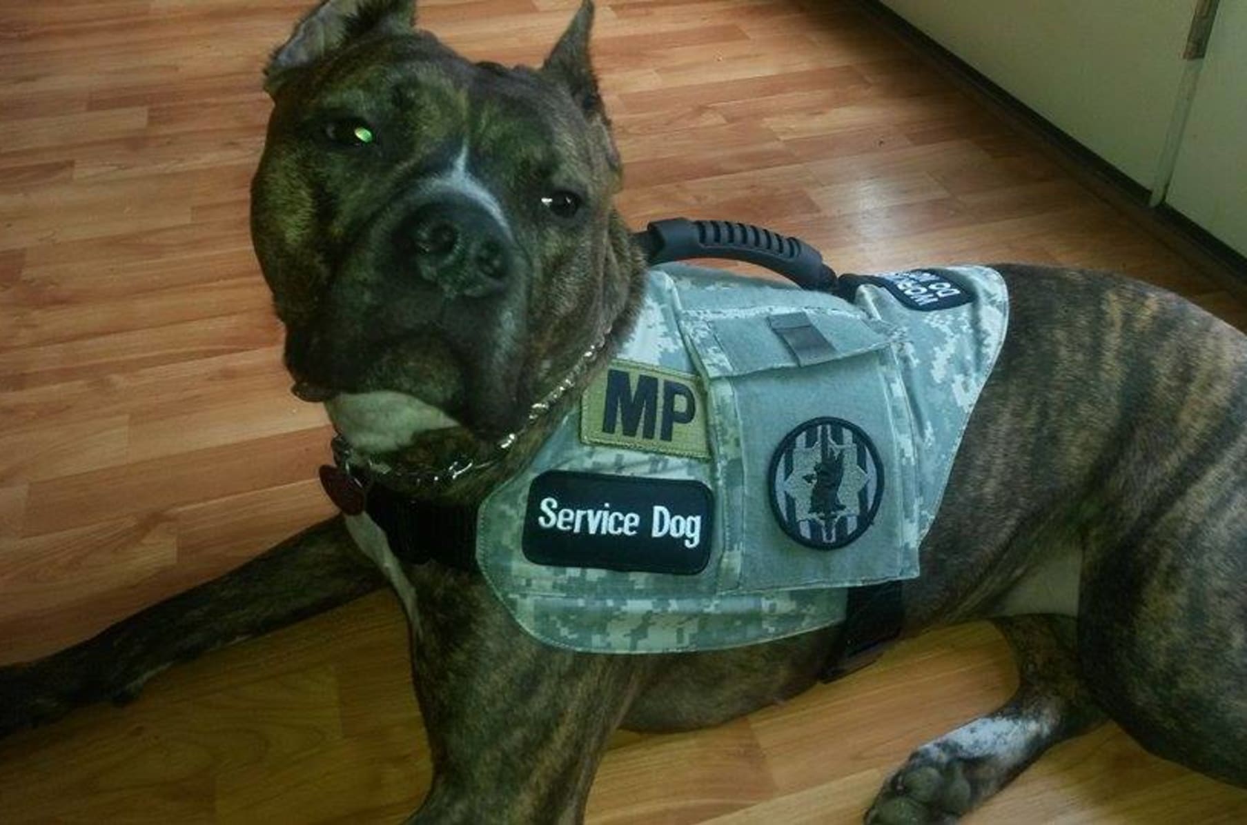 ptsd veteran service dog vest