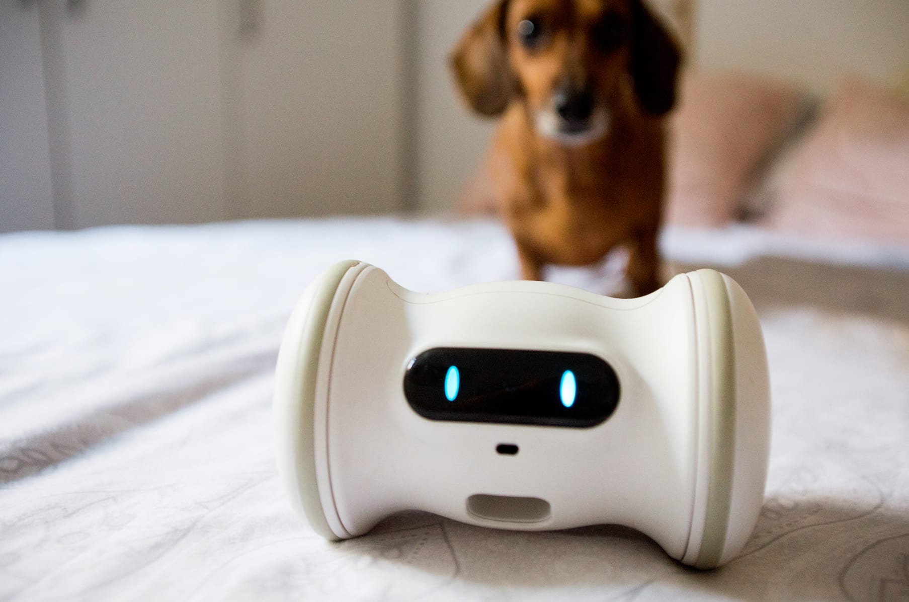 Varram pet robot cat store