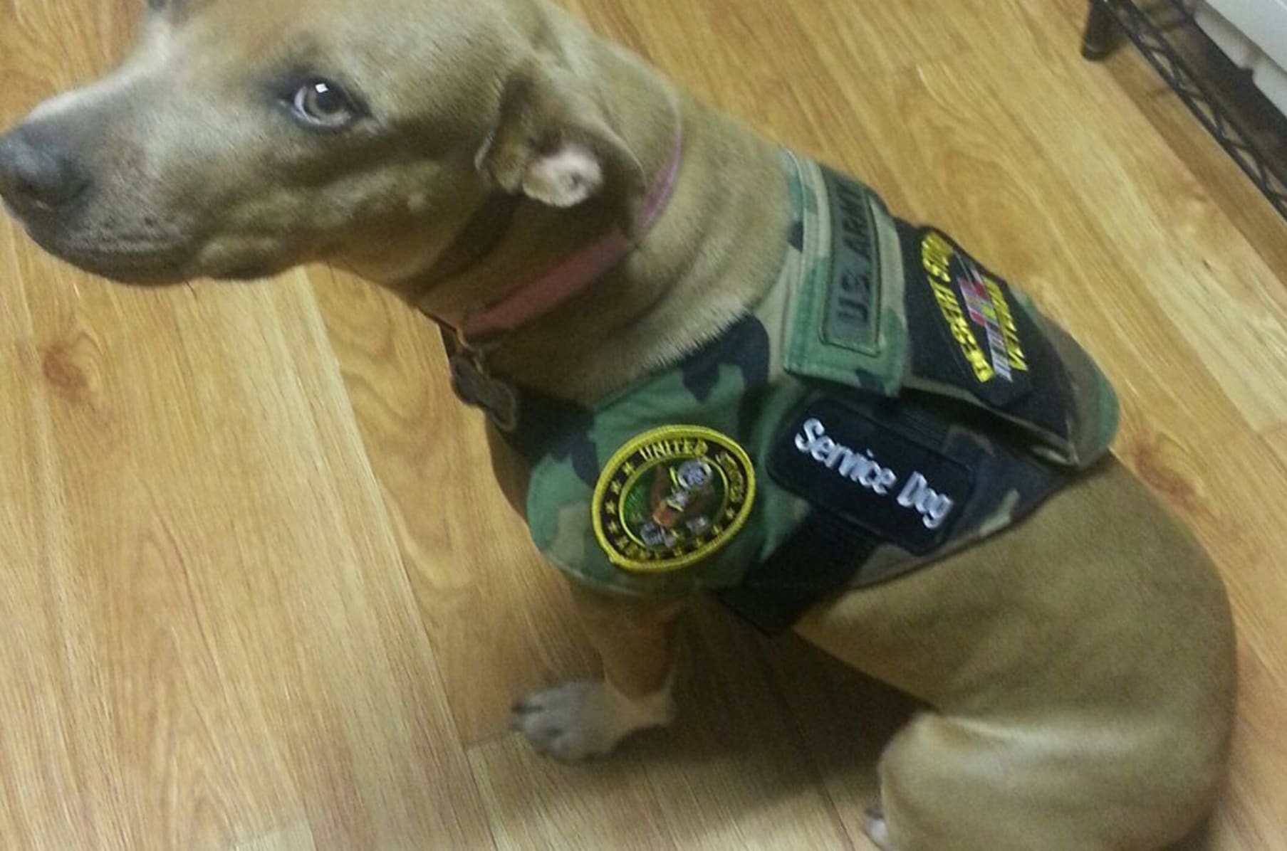 Dog Vests 4 Vets Indiegogo