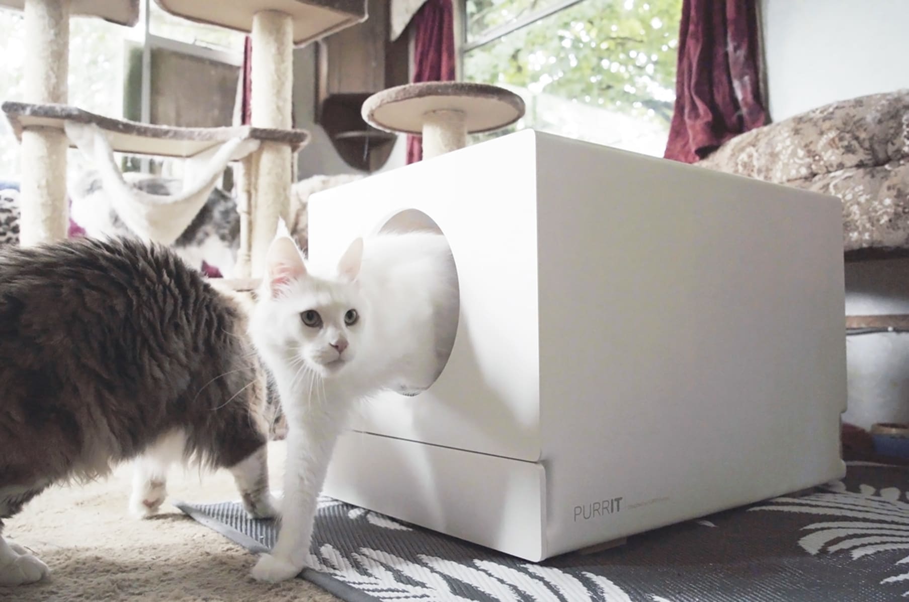 Biggest litter box available sale