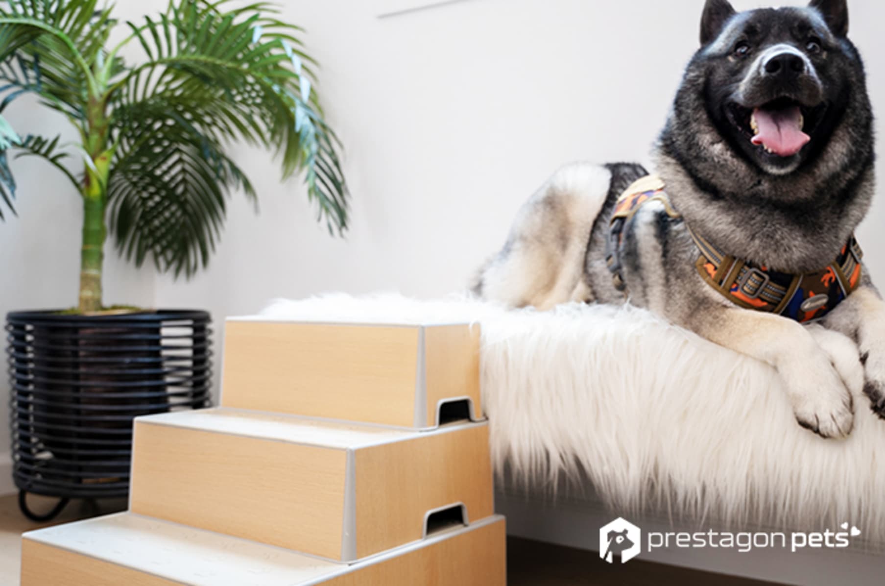 Vision tags discount pet stairs