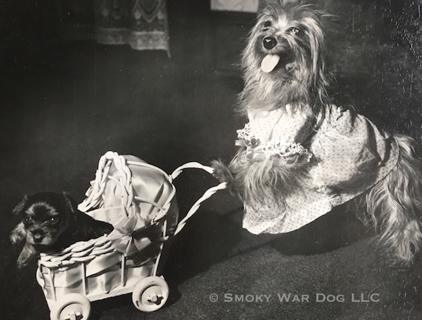 Smoky The Yorkie Ww2 2025