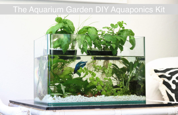 Aquarium_Garden_Profile_Pic_or_Header_Pi