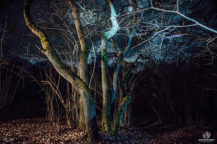 The Hoia Baciu Forest Truth Or Legend Indiegogo