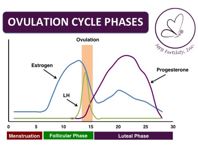 At Home Ovulation Double Check Test | Indiegogo