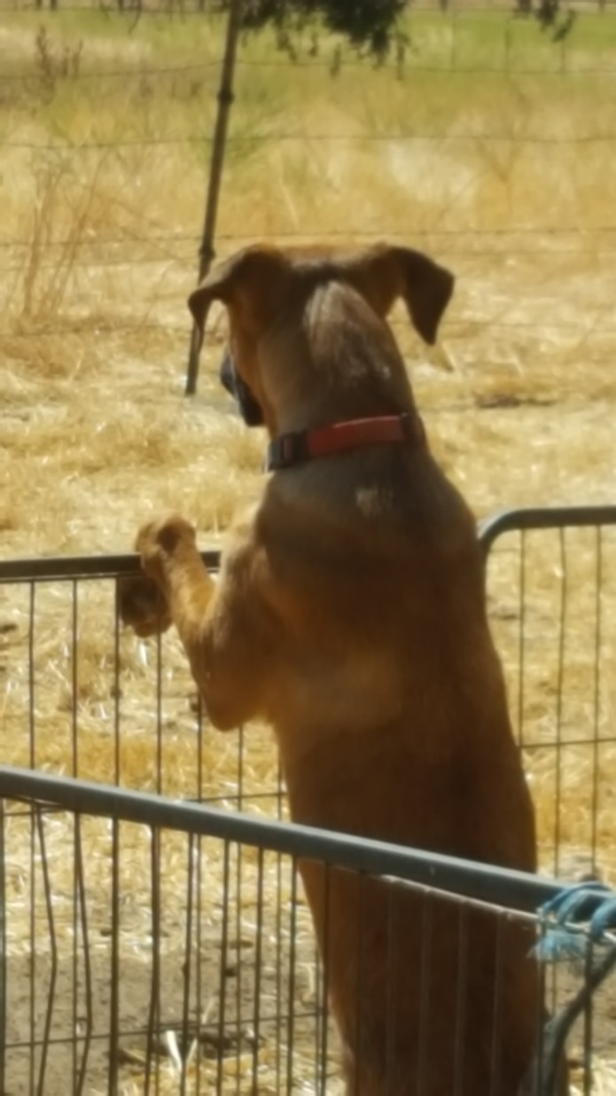 dog spot rescue dog spot rescue