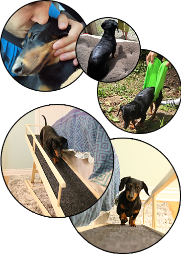 Crusoe Dachshund Ramp 2024 www.horepnicko.cz