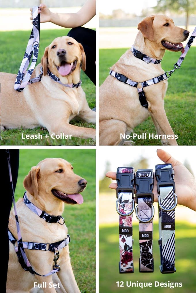 Modern Dog Leashes, Collars \u0026 Harnesses 